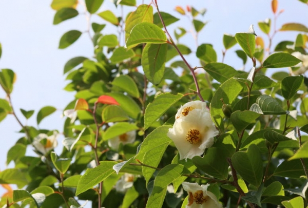 ▲생태원 한반도숲에 핀 노각나무 흰꽃