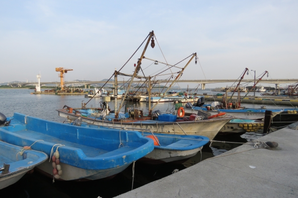 ▲낙동강 하구에 위치한 명지포구에 어업도 못한채 정박된 배들