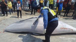 ‘바다의 로또’, 죽은 밍크고래 1450만원 낙찰