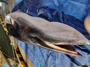 바다의 로또 밍크고래, 4850만원 낙찰