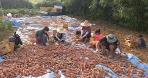 기산초 고구마가 만드는 장학금 ‘기·고·만·장’