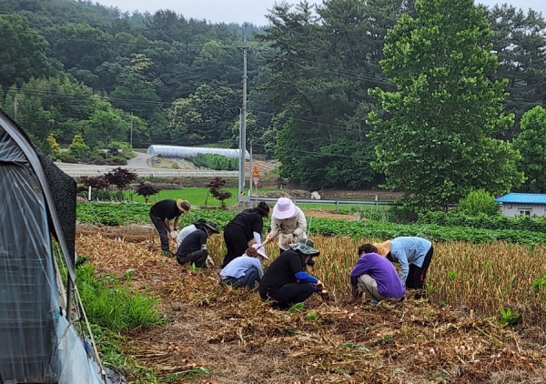 ▲화성리 마늘밭을 찾아 농가 일손 돕기를 진행하는 서천읍 직원들