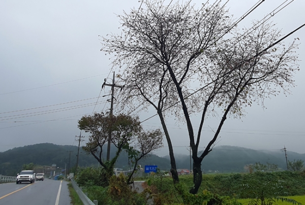 ▲꽃이 만개한 국도 29호선 한산면 단상교 부근 산벚나무