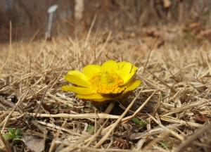 국립생태원, 봄 알리는 복수초 개화