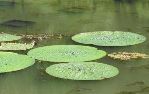 문헌서원 연못에 펼쳐진 가시연