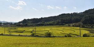 ‘쌀과 밀의 전쟁’…쌀 소비 줄고 밀 소비 늘어